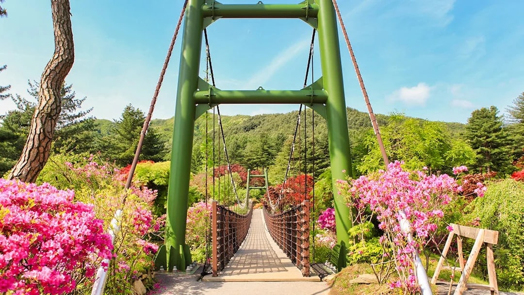 Green suspension bridge pathway with pink azaleas in a South Korean garden.