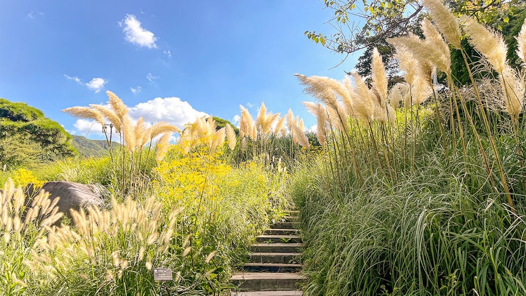 Stone steps ascend through pampas grass in a sunny South Korean garden.