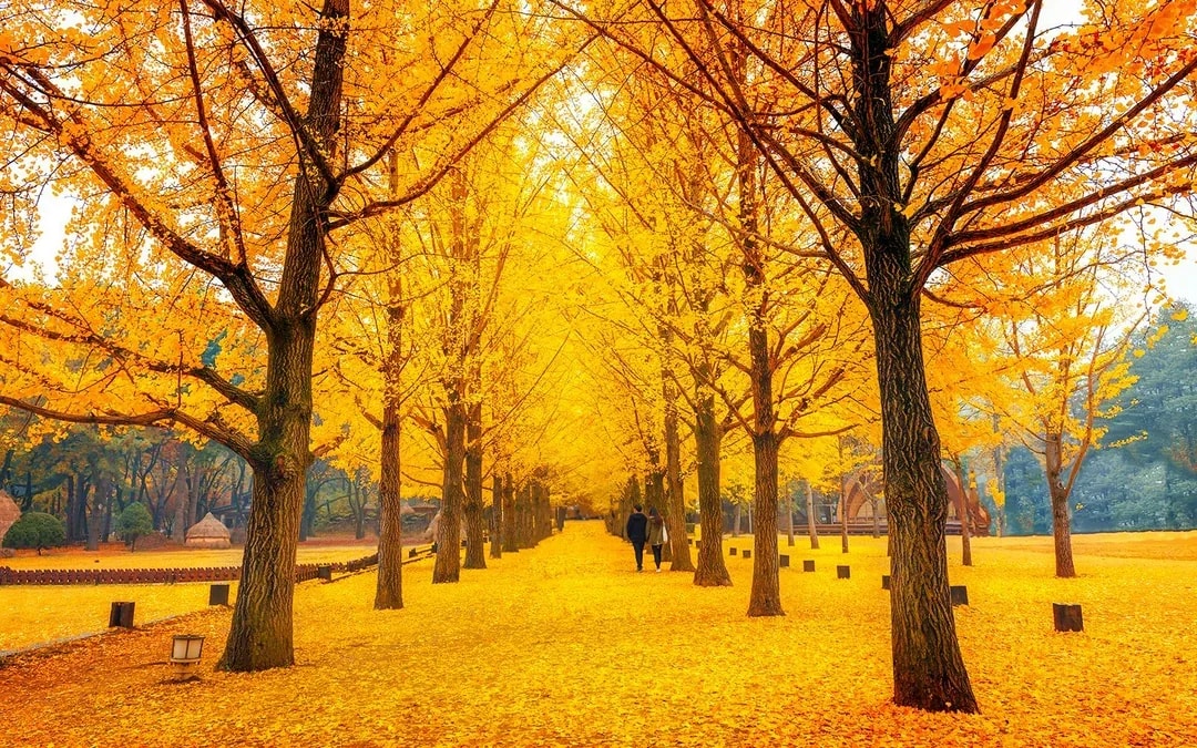 Nami Island Highlights Day Tour with Petite France & Italian Village Image 1