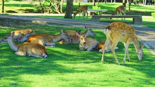Departing from Osaka [Lazy Line] Interact with Nara Deer + Taste Uji Matcha + Optional Hot Spring Experience Day Tours