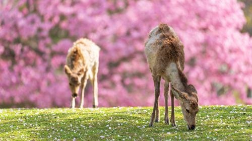Departing from Osaka [Lazy Line] Interact with Nara Deer + Taste Uji Matcha + Optional Hot Spring Experience Day Tours