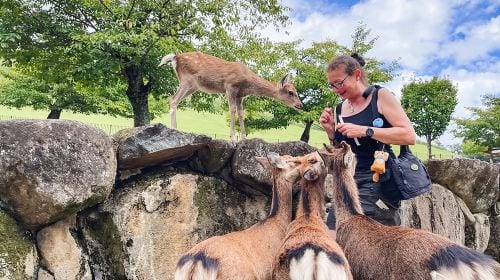 Nara Half Day Trip Walking Tour (Private Option Available) Day Tours experience image 3