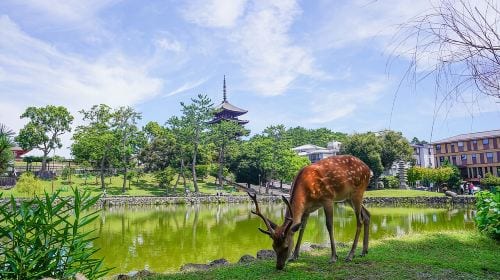 Nara Half Day Trip Walking Tour (Private Option Available) Day Tours