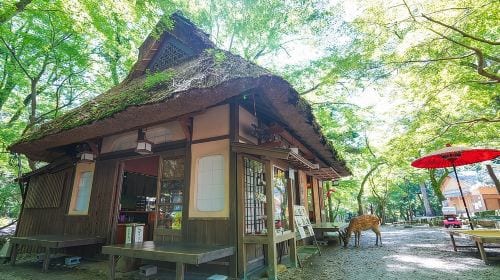 Nara Half Day Trip Walking Tour (Private Option Available) Day Tours