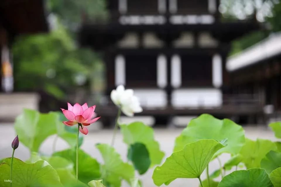 Nara, Japan|Nishikyo Renhuaji Temple Pass (Saidaiji Temple, Kikoji Temple, Toshodaiji Temple, Yakushiji Temple)