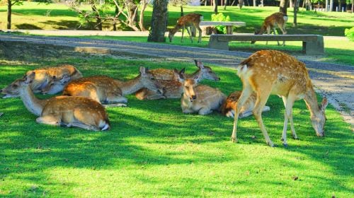 One-Day Tour of Nara Park and Kyoto's Ancient Temples Day Tours