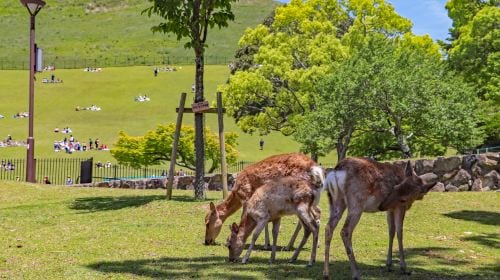 One-Day Tour of Nara Park and Kyoto's Ancient Temples Day Tours