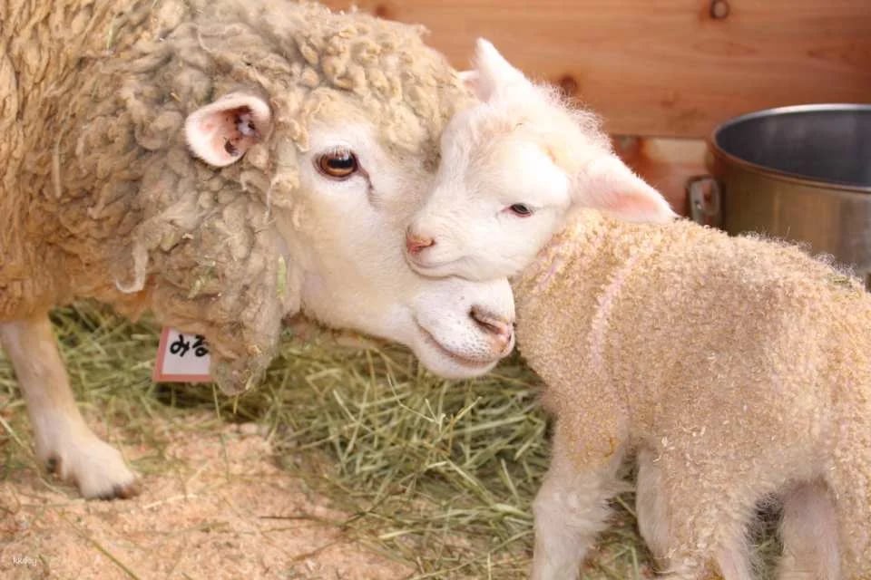 Narita Dream Dairy Farm | Admission Ticket | Instant Confirmation | Japan