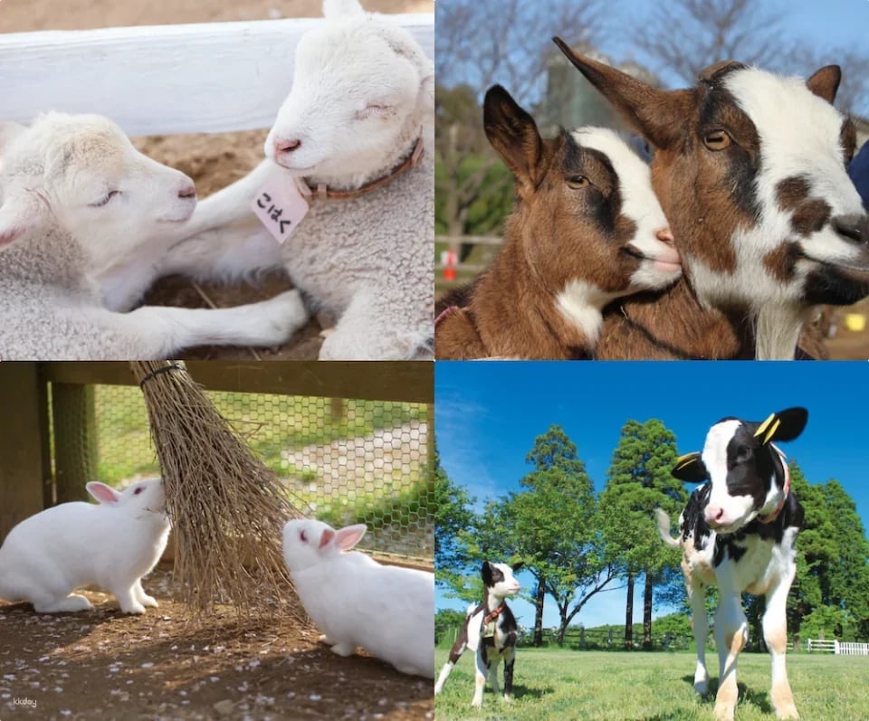 Narita Dream Dairy Farm | Admission Ticket | Instant Confirmation | Japan