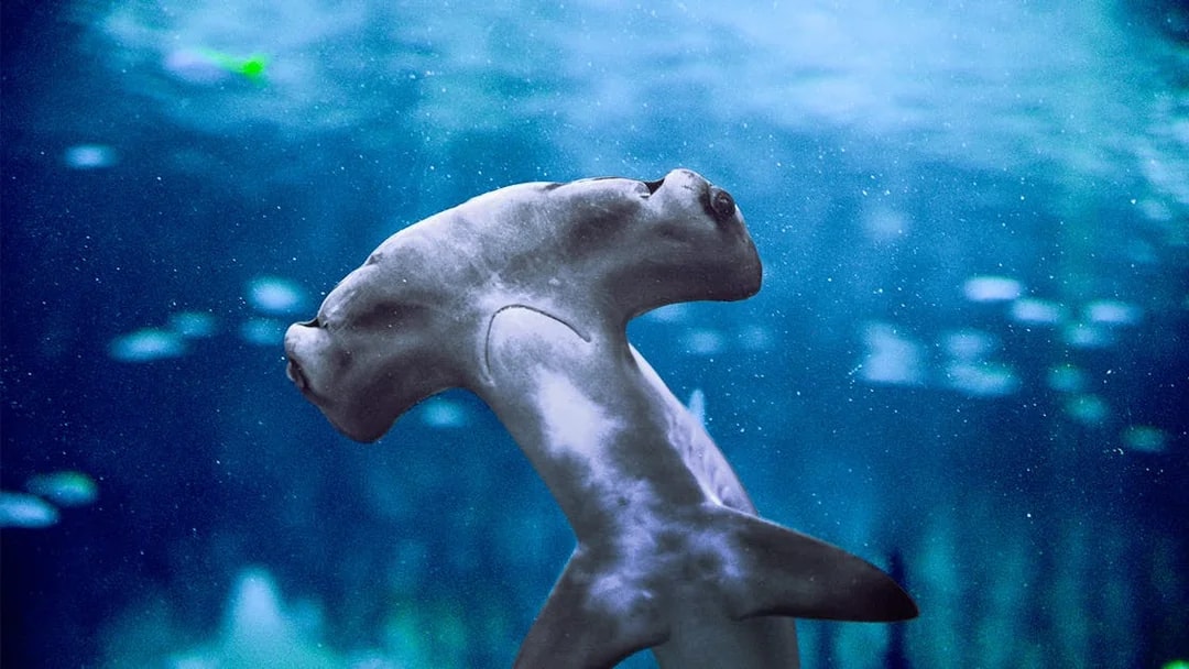 Hammerhead shark swimming at National Aquarium Abu Dhabi.