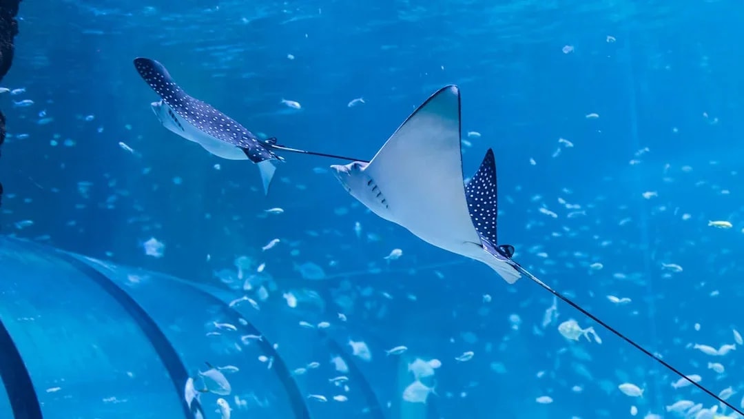 Spotted eagle rays swimming in the National Aquarium Abu Dhabi.