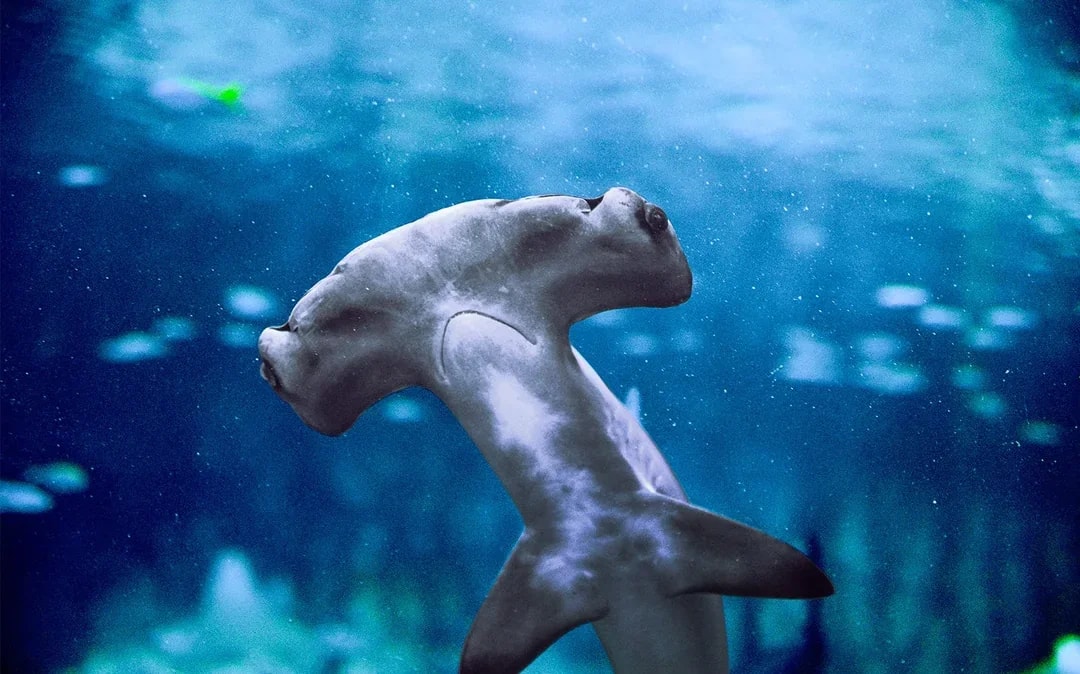 National Aquarium Abu Dhabi All Access Pass Tickets Image 7