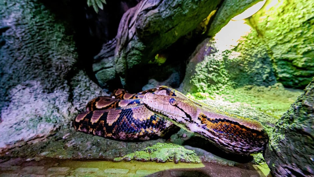 Python in a rocky habitat at National Aquarium Abu Dhabi.