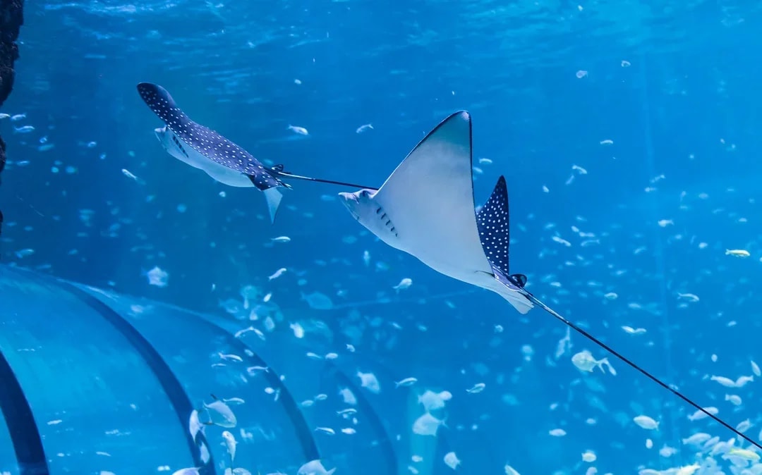 National Aquarium Abu Dhabi All Access Pass Tickets Image 8