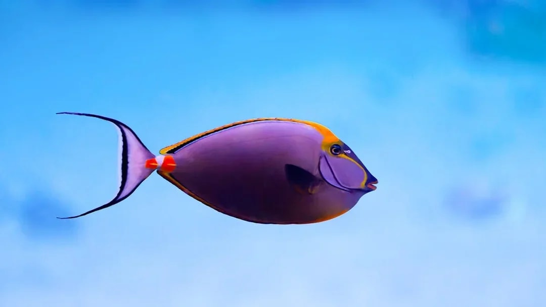 Colorful fish swimming in the National Aquarium Abu Dhabi.