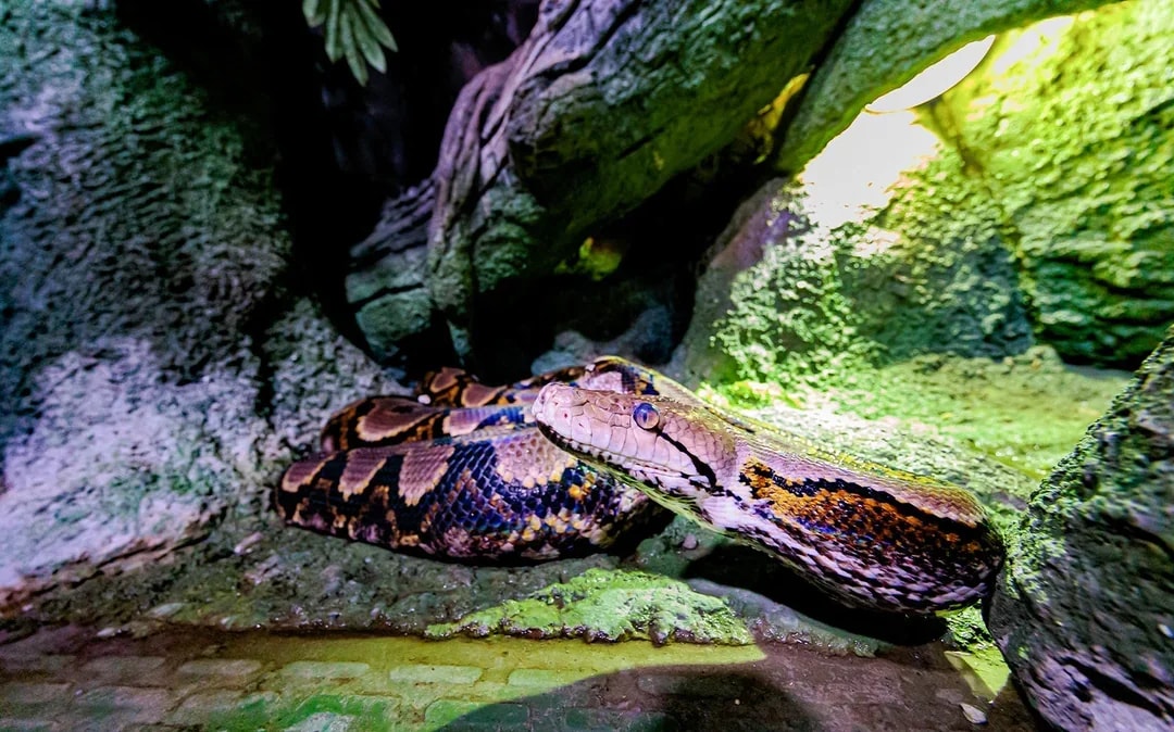 National Aquarium Abu Dhabi All Access Pass Tickets Image 9