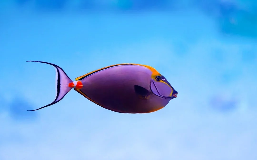 National Aquarium Abu Dhabi All Access Pass Tickets Image 10