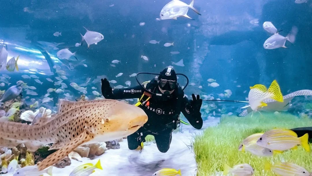 Diver swimming with leopard shark and fish at National Aquarium Abu Dhabi.