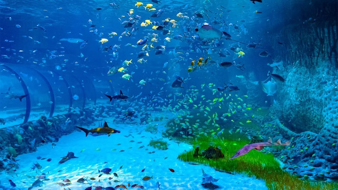 Aquatic tunnel with diverse fish at National Aquarium Abu Dhabi.
