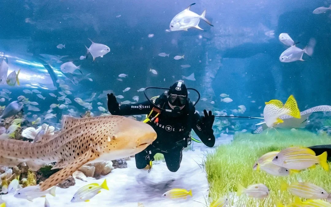 National Aquarium Abu Dhabi All Access Pass Tickets Image 12