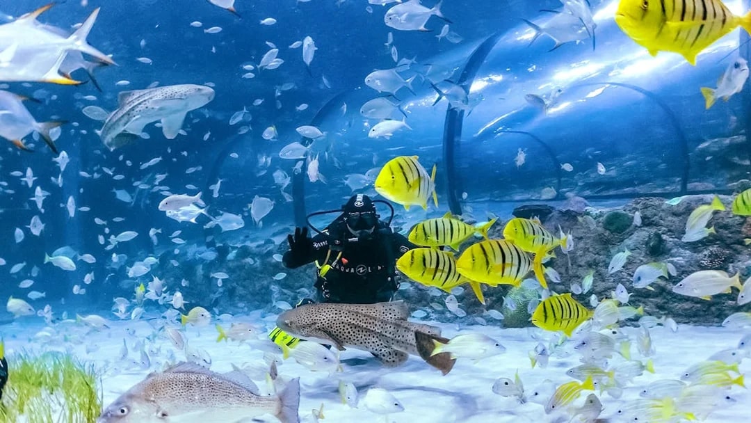 Diver surrounded by colorful fish in the National Aquarium Abu Dhabi.
