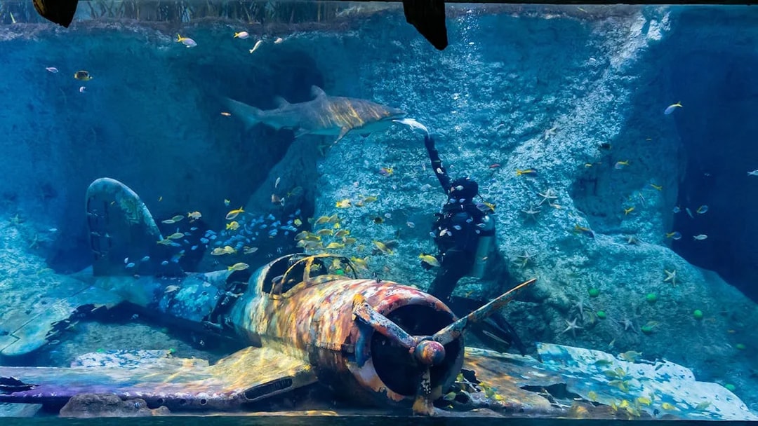 Diver feeding shark near sunken plane at National Aquarium Abu Dhabi.