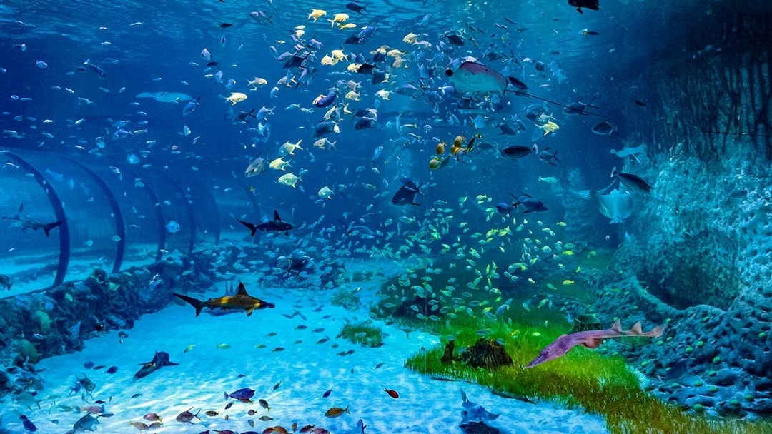Underwater view of diverse marine life at National Aquarium Abu Dhabi.
