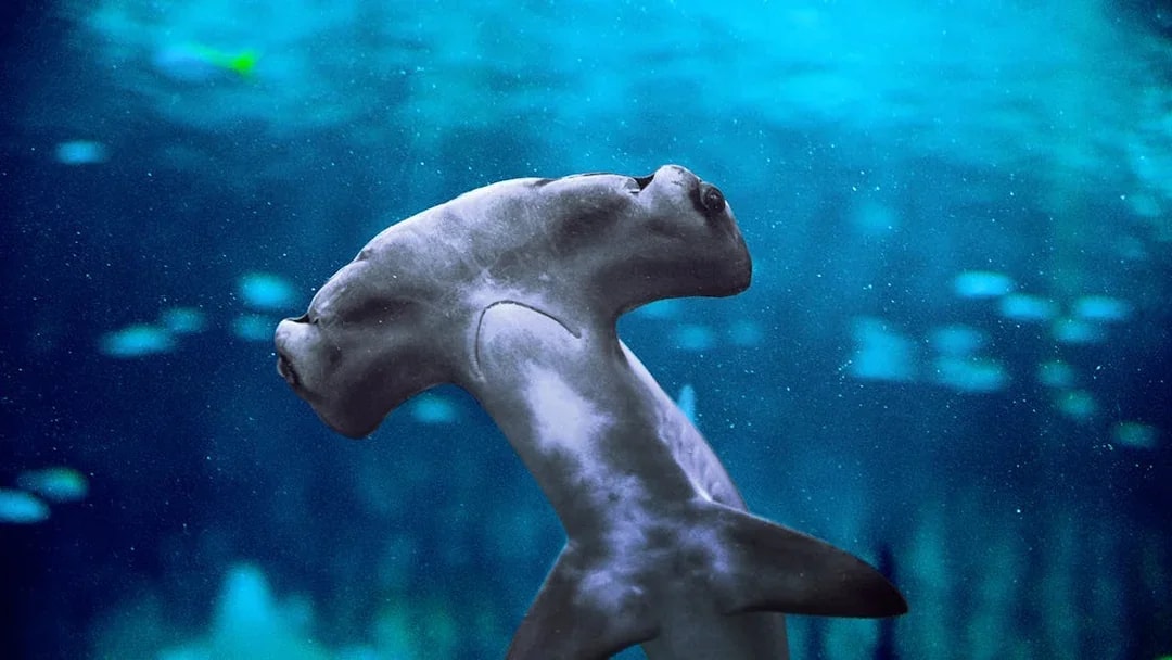 Hammerhead shark swimming in the National Aquarium Abu Dhabi.