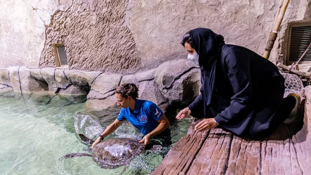Aquarium staff interacting with a sea turtle at National Aquarium Abu Dhabi.