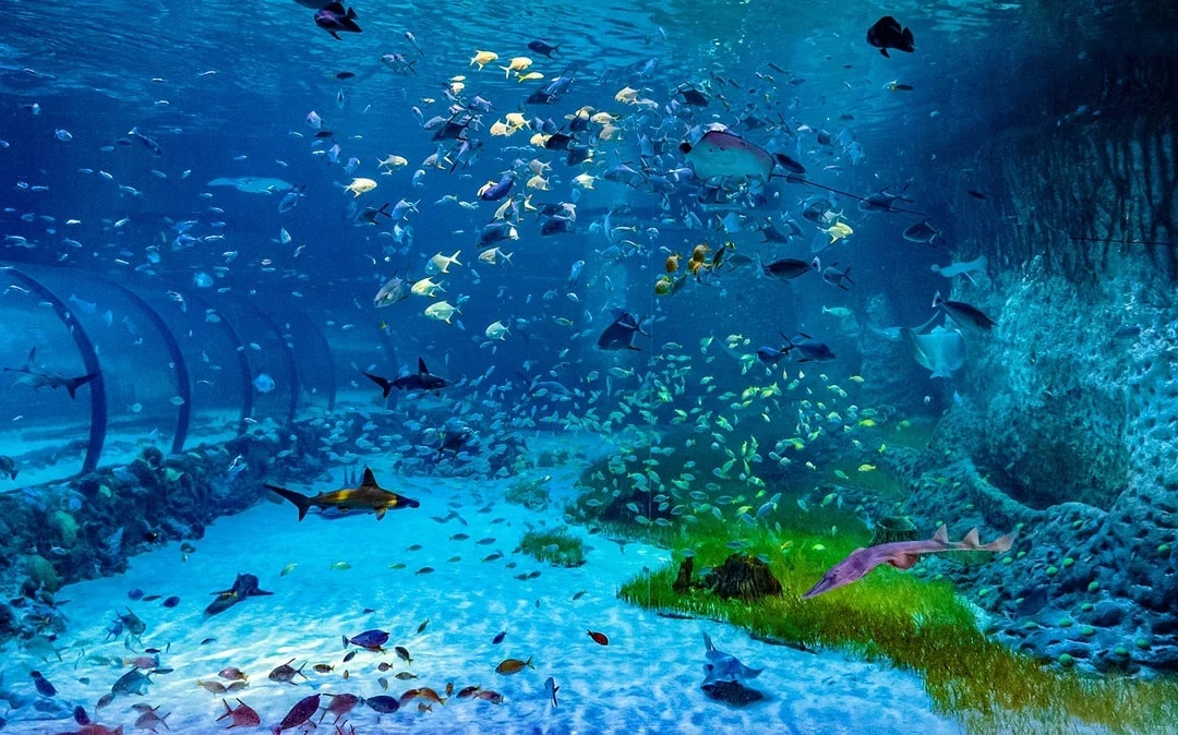 National Aquarium Abu Dhabi Tickets Image 8