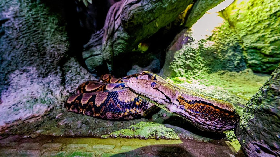 Python in a rocky habitat at the National Aquarium Abu Dhabi.