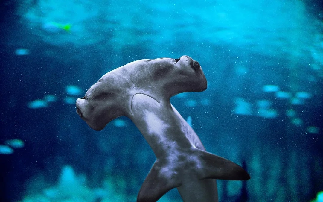 National Aquarium Abu Dhabi Tickets Image 9