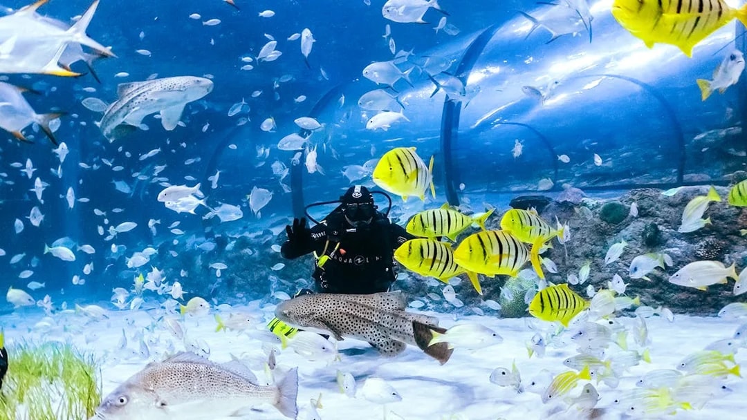 Diver surrounded by colorful fish in the National Aquarium Abu Dhabi.