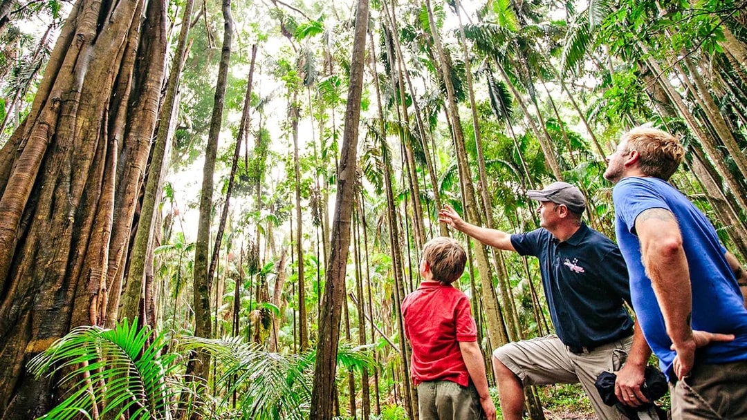 Tour guide explaining rainforest features to visitors on the Natural Bridge & Springbrook Waterfalls Tour.
