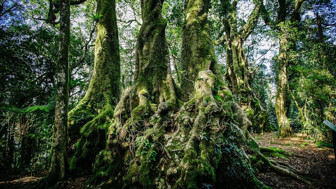 Ancient trees in Springbrook National Park, part of the Natural Bridge & Springbrook Waterfalls Tour.