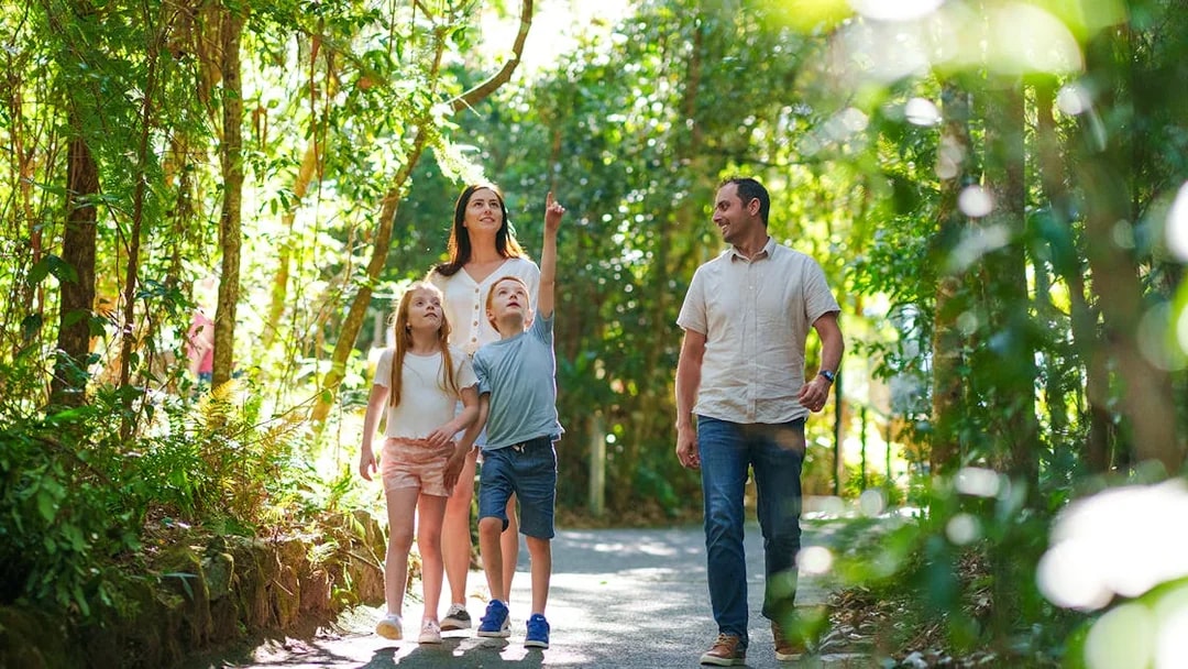 Family walking through lush forest on Natural Bridge & Springbrook Waterfalls Tour.