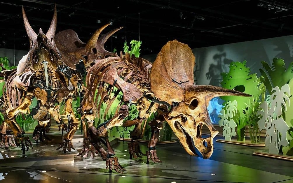 Natural History Museum Abu Dhabi Tickets
