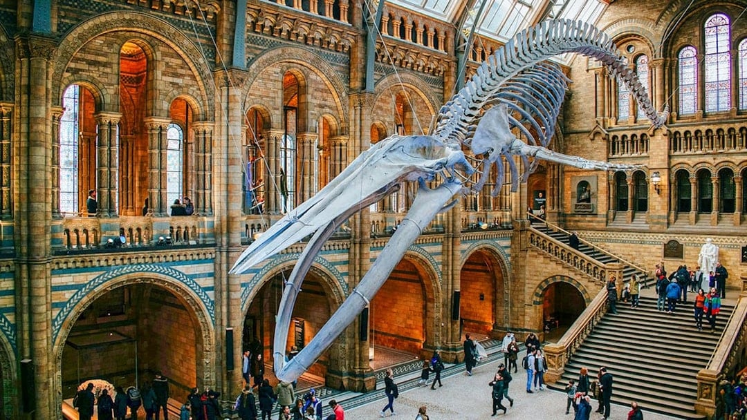 Whale skeleton in Natural History Museum gallery, London, with visitors exploring.