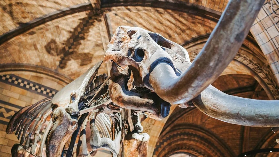 Mammoth skeleton exhibit at the Natural History Museum.