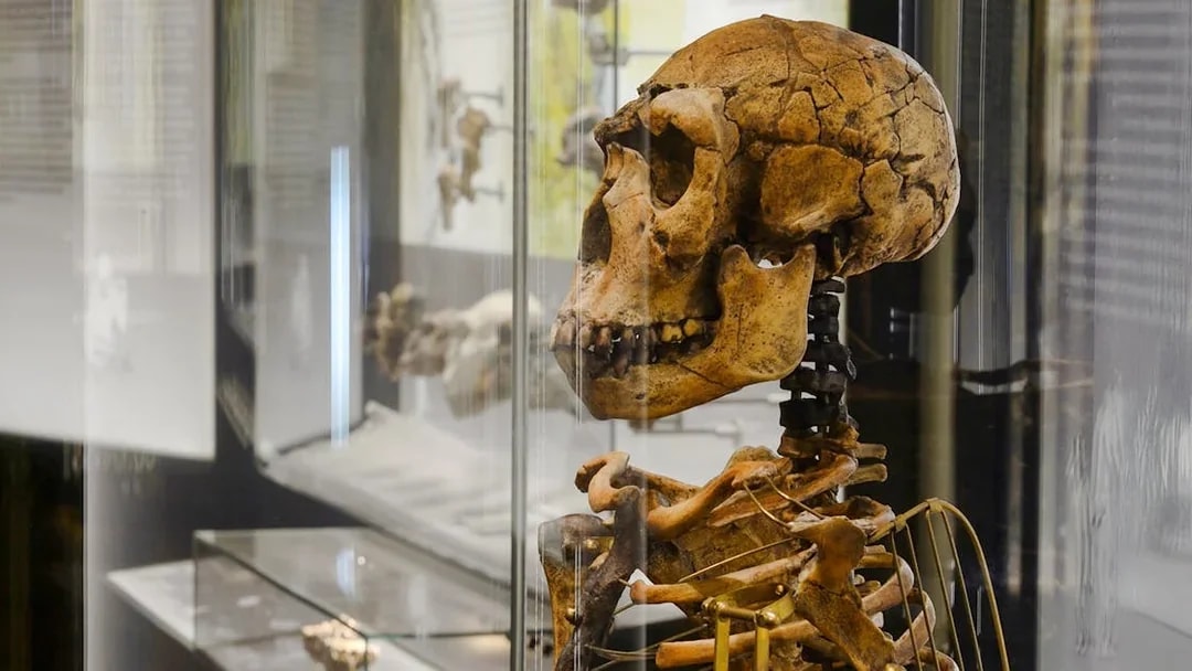Skeleton display at the Human Evolution exhibit, Natural History Museum Vienna.