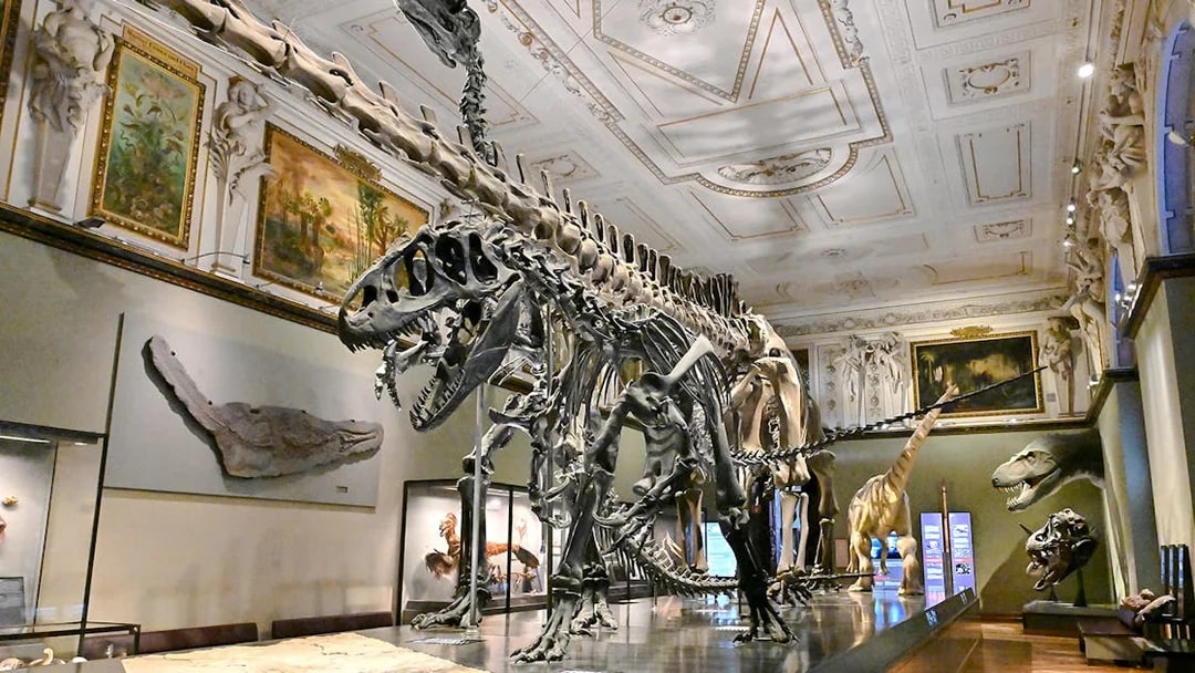 Dinosaur skeletons displayed inside Natural History Museum Vienna.