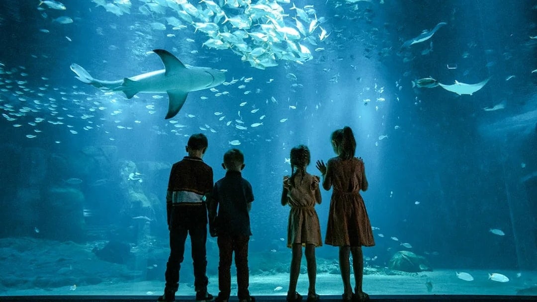 Children watching marine life at Nausicaá aquarium, France.