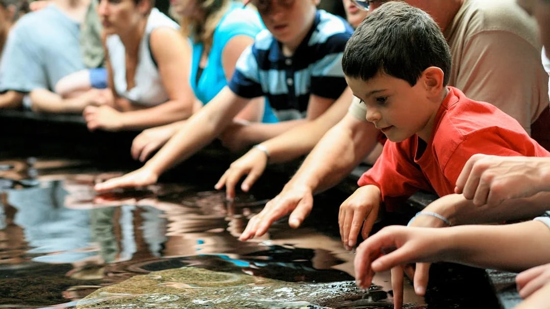 Visitors touching water at Nausicaá aquarium touch pool.
