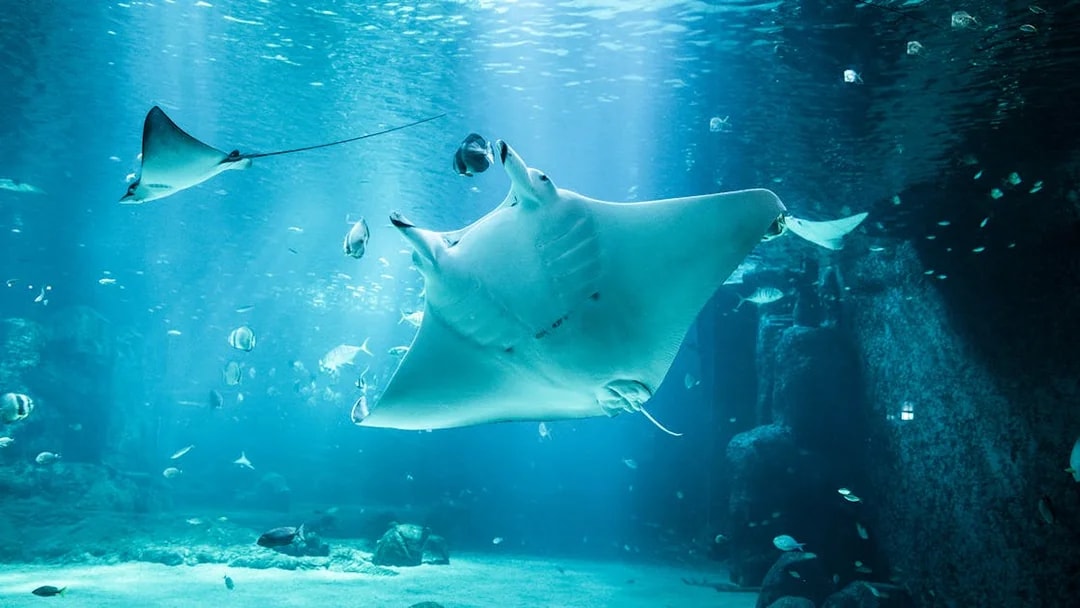 Manta ray swimming at Nausicaá aquarium with fish in the background.