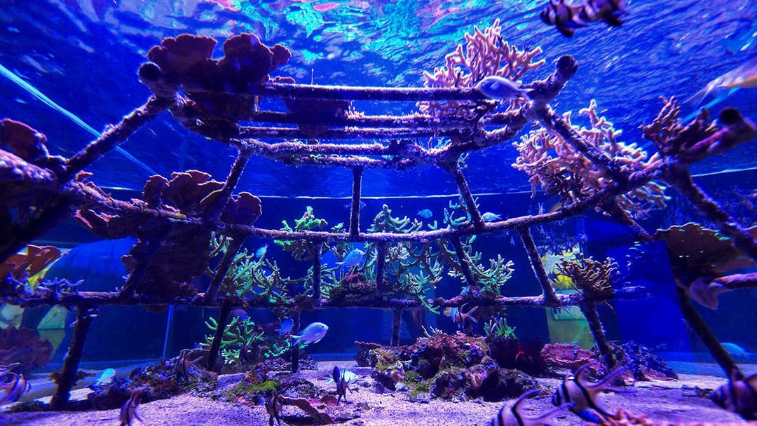 Underwater coral reef exhibit at Nausicaá Aquarium, France.