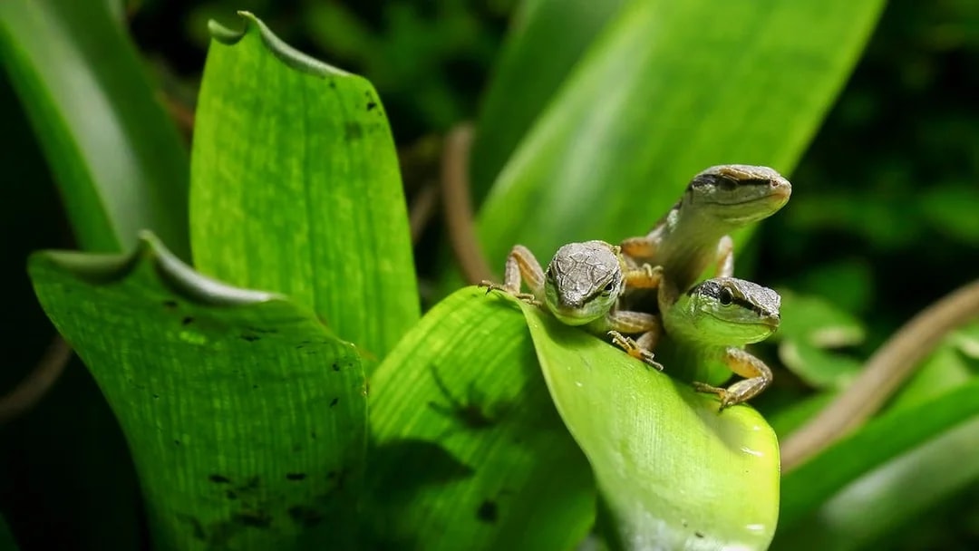 Three lizards on green leaves at Nausicaá aquarium.