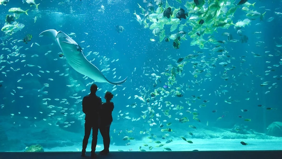 Visitors viewing marine life at Nausicaá aquarium, including a large manta ray.