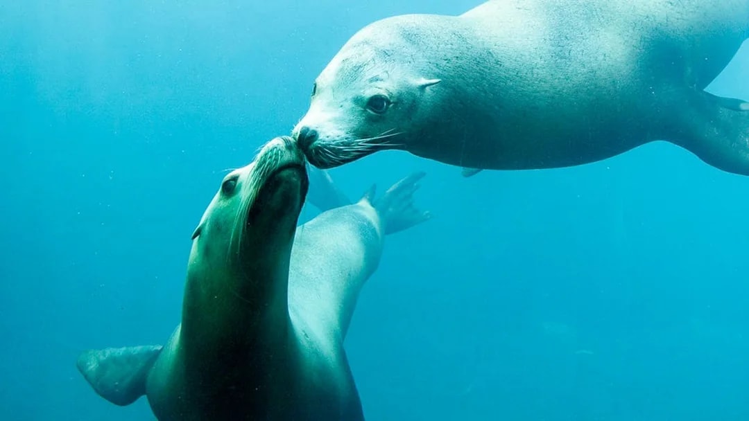 Seals swimming underwater at Nausicaá Aquarium, France.
