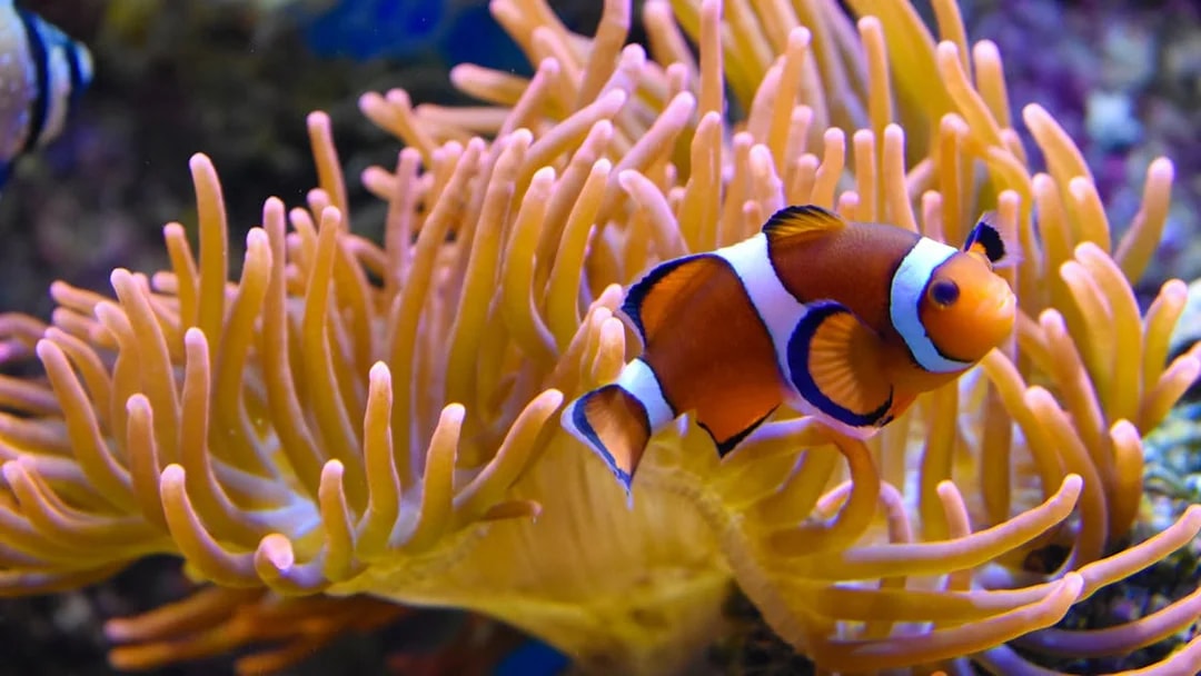 Clownfish swimming near sea anemone at Nausicaá aquarium.