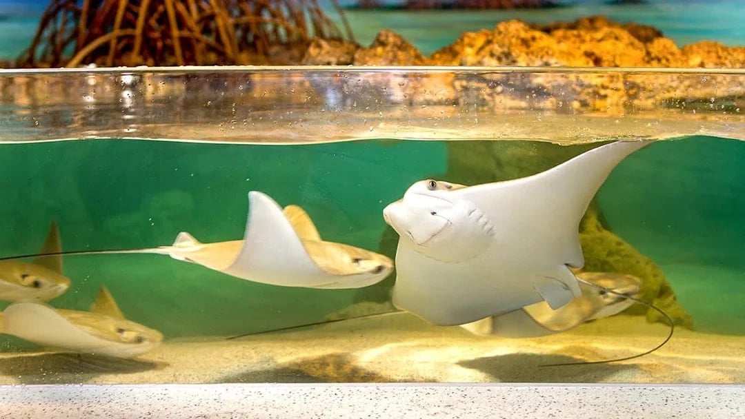 Cow-nose Ray swimming in New England Aquarium exhibit.